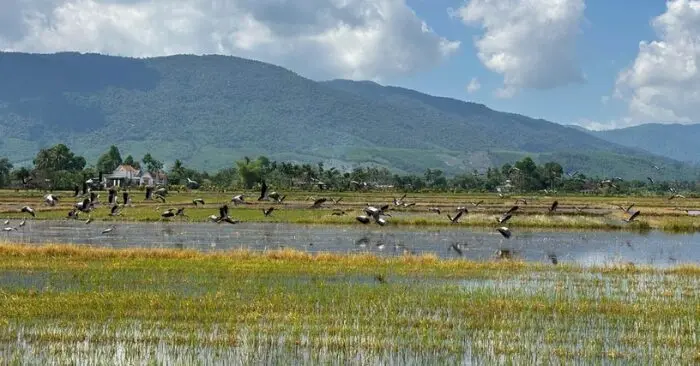 Đàn cò nhạn quý hiếm