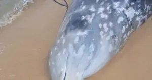 : Cá voi mõm khoằm