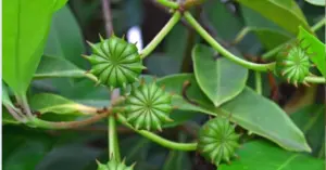 xuất khẩu hoa hồi