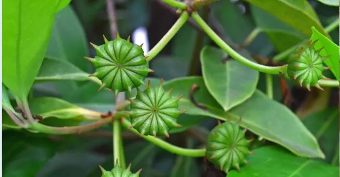 xuất khẩu hoa hồi