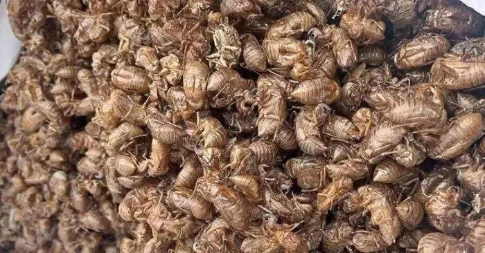chứng từ dược liệu