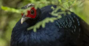 gà lôi lam mào trắng