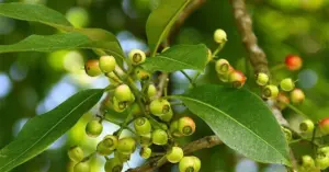 Lợi ích của nước lá vối