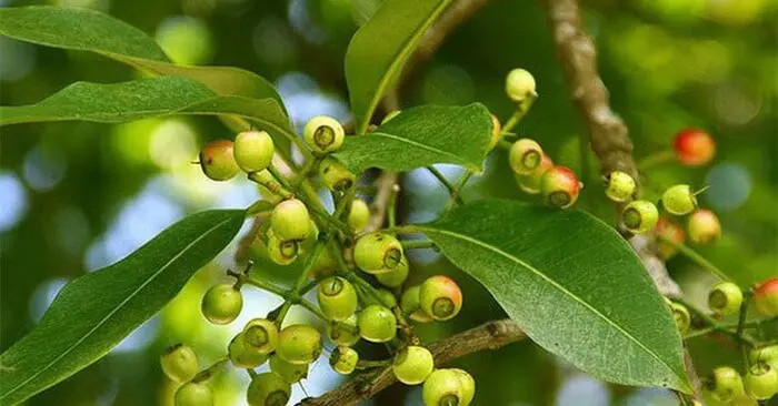 Lợi ích của nước lá vối