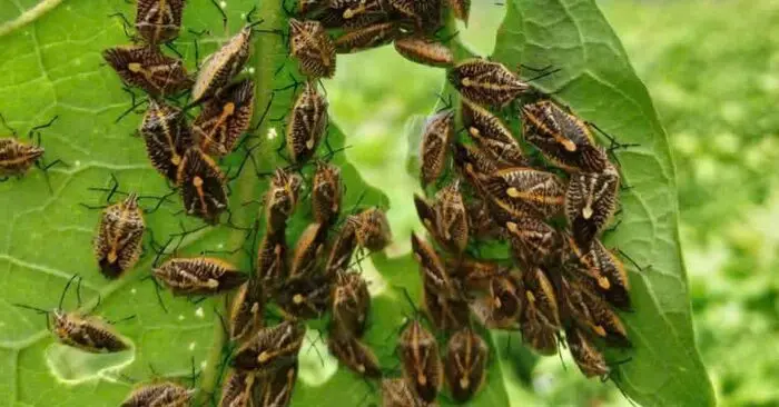 : ngộ độc bọ xít
