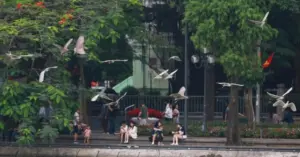 cò vạc làm tổ
