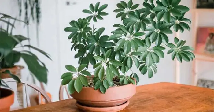 3 loại cây trồng bảo vệ gia đình