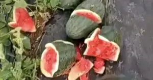 ruộng dưa hấu bị phá