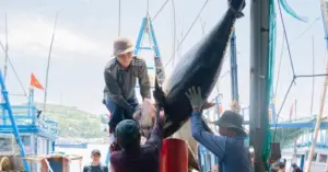 trúng đậm cá ngừ