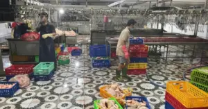 lò giết mổ không phép