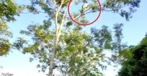 giải cứu người đàn ông