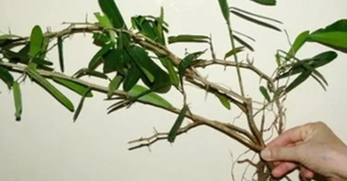 xáo tam phân
