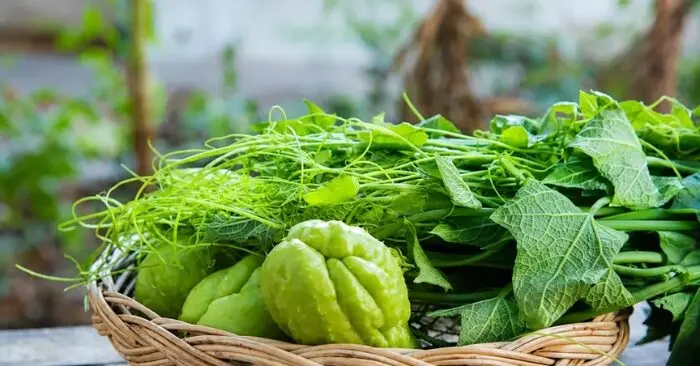 rau râu rồng