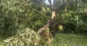 lốc xoáy Lâm Đồng