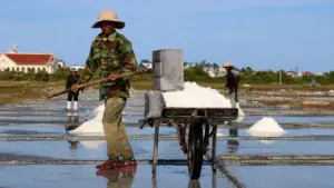 Nghề làm muối giữa nắng nóng khắc nghiệt nhưng diêm dân vẫn vui mừng khi mùa muối thuận lợi, giá bán cải thiện thu nhập.