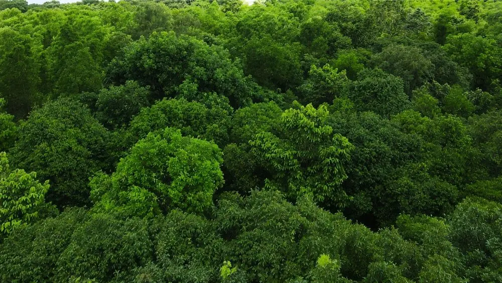 Khám phá rừng phòng hộ Biên Hòa rộng hơn 200ha, lá phổi xanh hiếm có giữa đô thị công nghiệp Đồng Nai và vai trò bảo vệ môi trường.