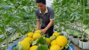 Trồng dưa lưới 4 vụ mỗi năm trong nhà màng giúp nhiều nông dân Gia Lai thu doanh thu hàng trăm triệu đồng mỗi vụ.