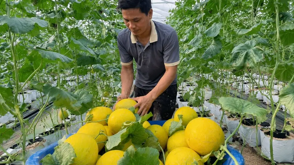 Trồng dưa lưới 4 vụ mỗi năm trong nhà màng giúp nhiều nông dân Gia Lai thu doanh thu hàng trăm triệu đồng mỗi vụ.