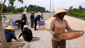 Vỉa hè ở Thanh Hóa phủ kín moi phơi trong mùa thu hoạch, phản ánh nhịp sống lao động của ngư dân ven biển.