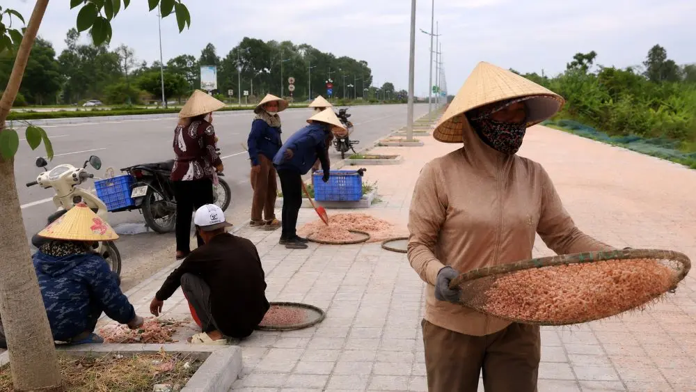 Vỉa hè ở Thanh Hóa phủ kín moi phơi trong mùa thu hoạch, phản ánh nhịp sống lao động của ngư dân ven biển.