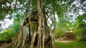 Cây sanh di sản nghìn tuổi ở Nghệ An gây ấn tượng với thế "mâm xôi con gà" độc đáo, thu hút du khách và giới yêu cây cảnh.