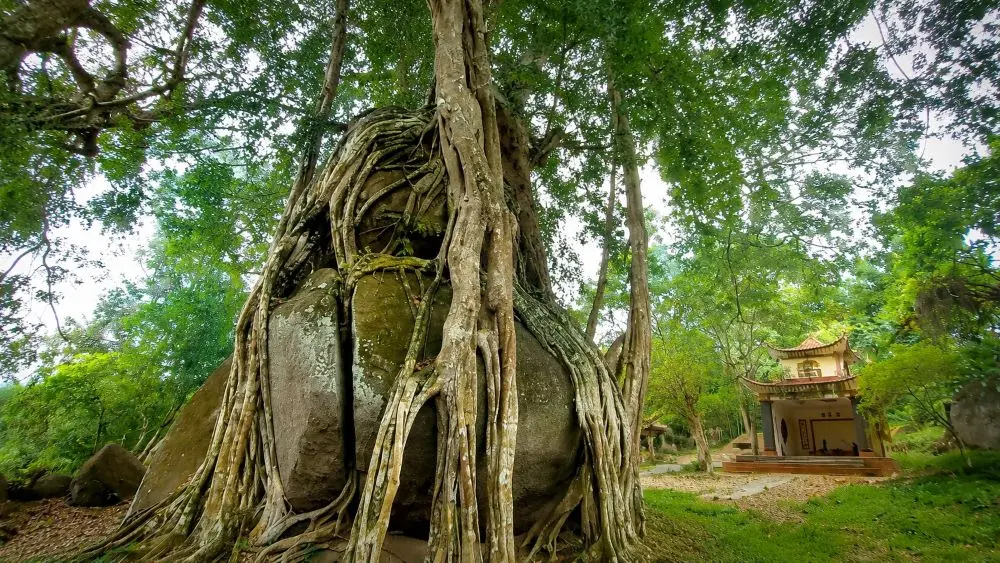 Cây sanh di sản nghìn tuổi ở Nghệ An gây ấn tượng với thế "mâm xôi con gà" độc đáo, thu hút du khách và giới yêu cây cảnh.