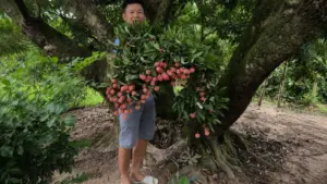 Cây vải cổ thụ 150 năm tuổi tại Hải Phòng vào vụ thu hoạch sai trĩu quả, thu hút nhiều người tìm hiểu về giá trị và năng suất đặc biệt.