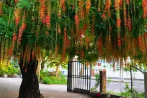 Trồng cây gì trước nhà để vừa đẹp vừa thu hút tài lộc? Cây lộc vừng là lựa chọn được nhiều gia đình yêu thích nhờ ý nghĩa may mắn.