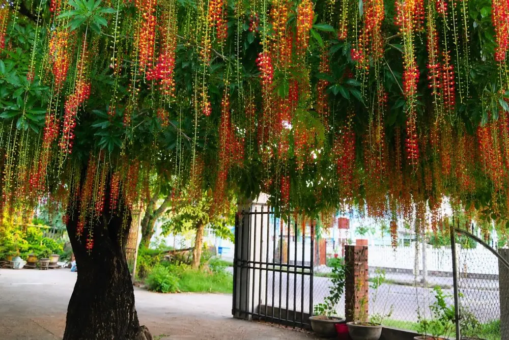 Trồng cây gì trước nhà để vừa đẹp vừa thu hút tài lộc? Cây lộc vừng là lựa chọn được nhiều gia đình yêu thích nhờ ý nghĩa may mắn.