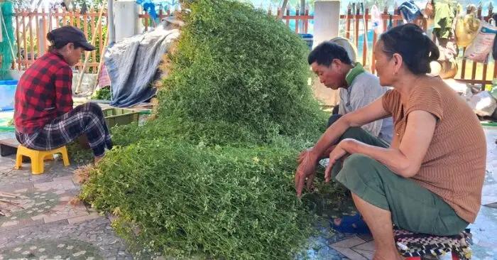 Lá thuốc nam Trà Đóa