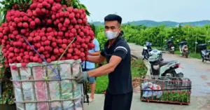 vải thiều Lục Ngạn