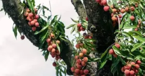 đấu giá quả vải