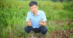 Thuần hóa hoa thủy tiên.
