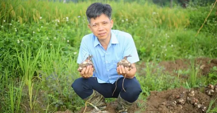 Thuần hóa hoa thủy tiên.