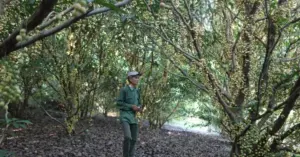 vườn dâu tiên Huế