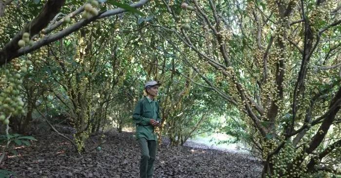 vườn dâu tiên Huế