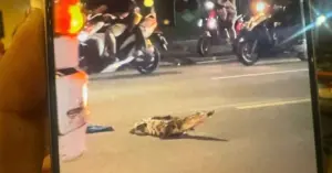 Cá sấu bò trên đường Đồng Nai.