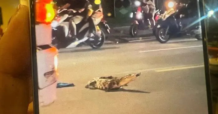 Cá sấu bò trên đường Đồng Nai.