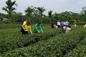 HTX chè ở Thái Nguyên mở lối làm giàu từ du lịch trải nghiệm, thu hút du khách đến khám phá văn hóa trà và nâng cao giá trị sản phẩm.