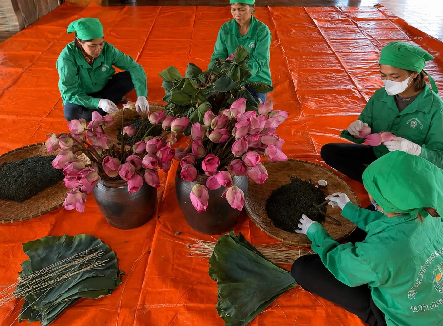 HTX chè ở Thái Nguyên mở lối làm giàu từ du lịch trải nghiệm, thu hút du khách đến khám phá văn hóa trà và nâng cao giá trị sản phẩm.
