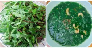 tác dụng của rau đay
