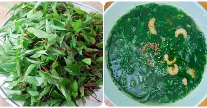tác dụng của rau đay