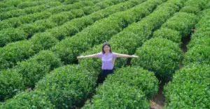 chè Tân Cương