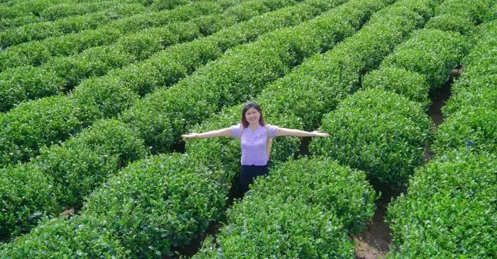 chè Tân Cương