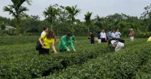 HTX chè ở Thái Nguyên mở lối làm giàu từ du lịch trải nghiệm, thu hút du khách đến khám phá văn hóa trà và nâng cao giá trị sản phẩm.