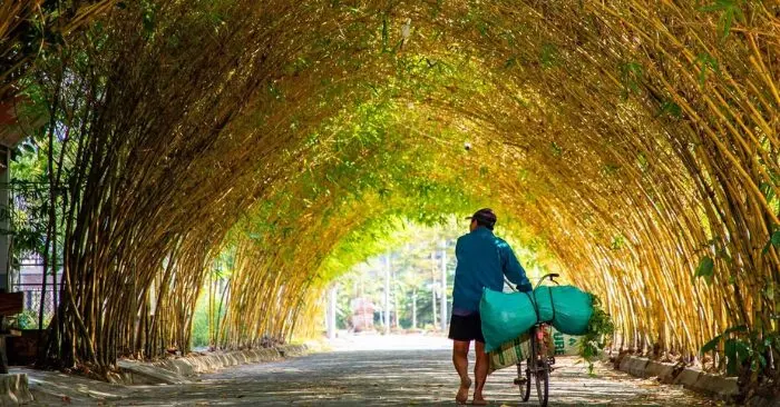 hàng tre ngà tuyệt đẹp