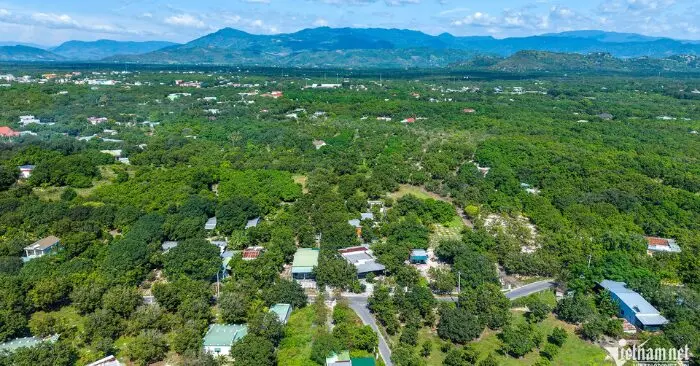 vườn xoài cổ