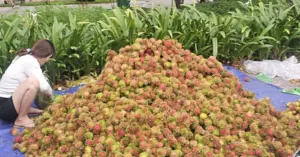 thị trường trái cây.
