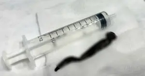 con đỉa dài 12cm