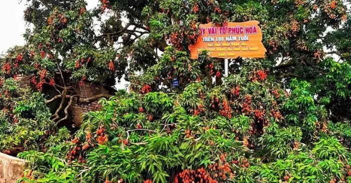 Cây vải cổ thụ hơn 100 năm tuổi ở Bắc Ninh cho 8 tạ quả